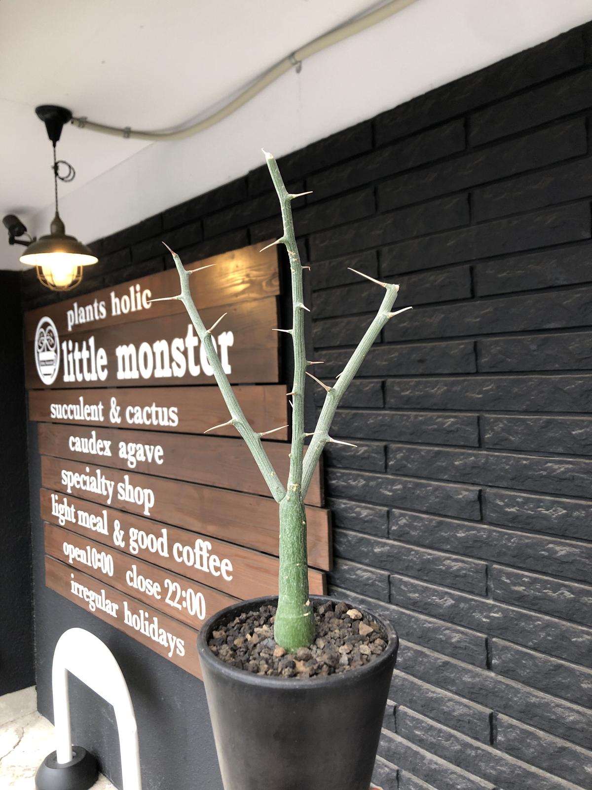 adenia ballyi《M size》※現地球発根後店主国内管理3年株※極めて