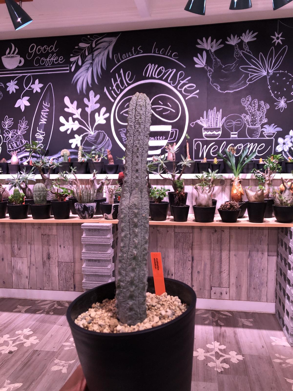 Euphorbia Abdelkuri L Size ユーフォルビアno 1クラス 超激 Euphorbia Abdelkuri L Size ユーフォルビアno 1クラス 超激
