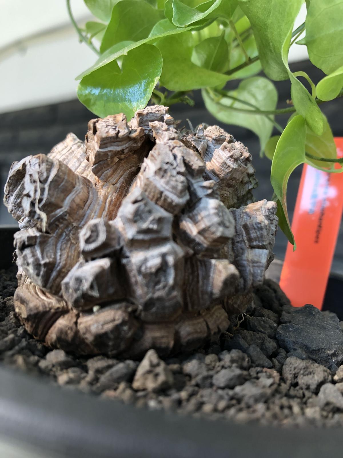 全国総量無料で - アフリカ 亀甲竜 幅8.6cm高さ5.8cm - 初 売り:10285