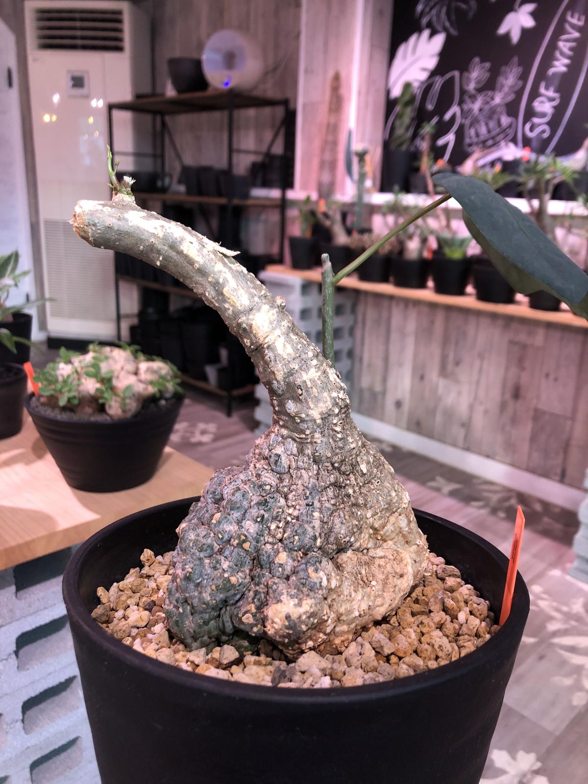 アデニア ステイローサ 現地球発根済