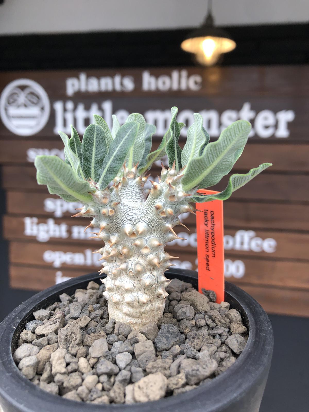 pachypodium tackyi《小さめM size》希少種‼︎gr※littmon se...