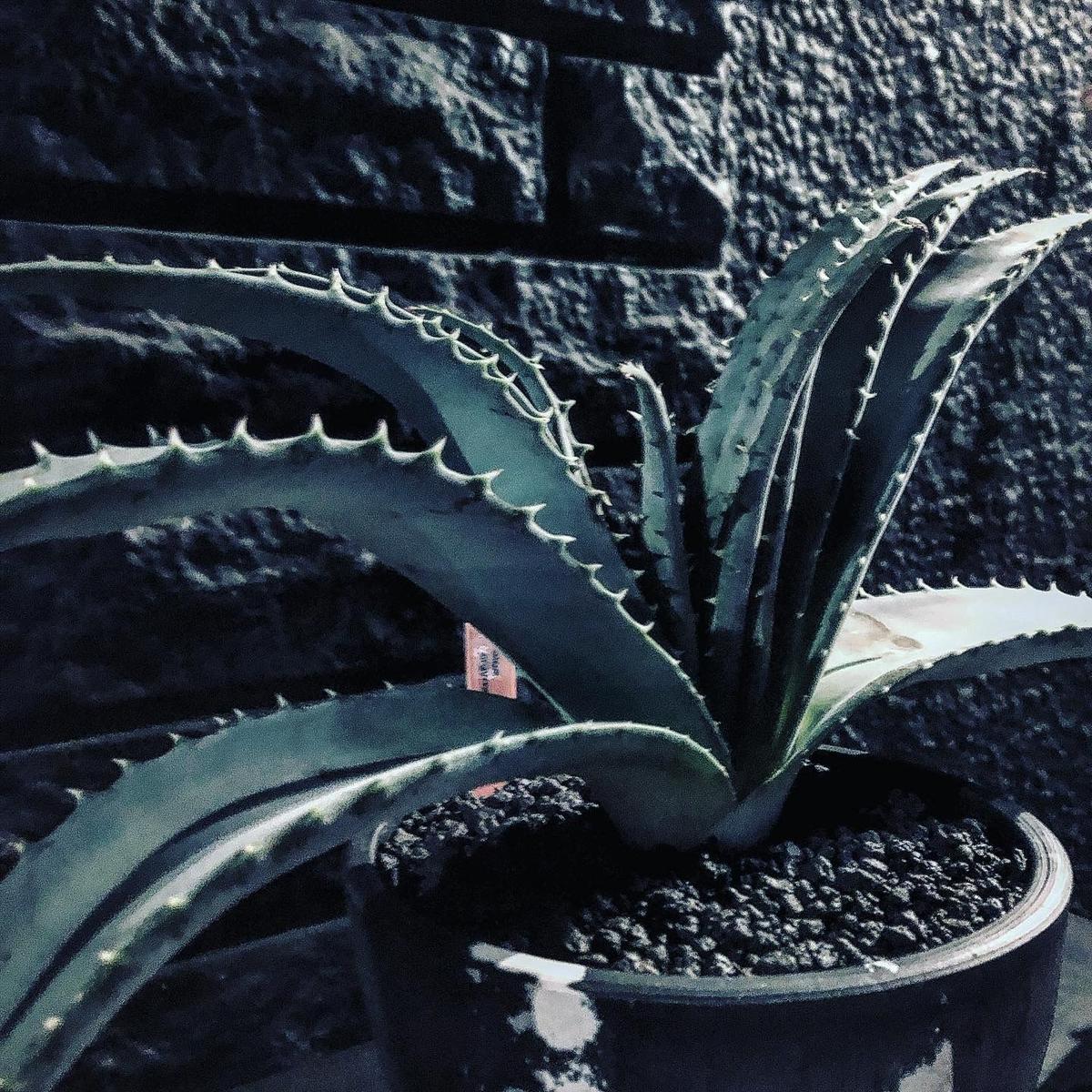 アロエ Aloe ankaranensis アンカラネンシス 後代実生 from Madagascar