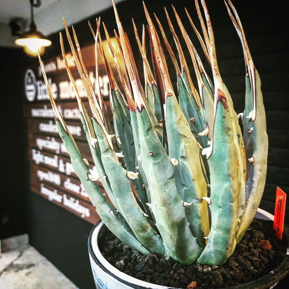 agave utaensis var, eborispina《L L size》※驚愕 agave utaensis var, eborispina《L L size》※驚愕