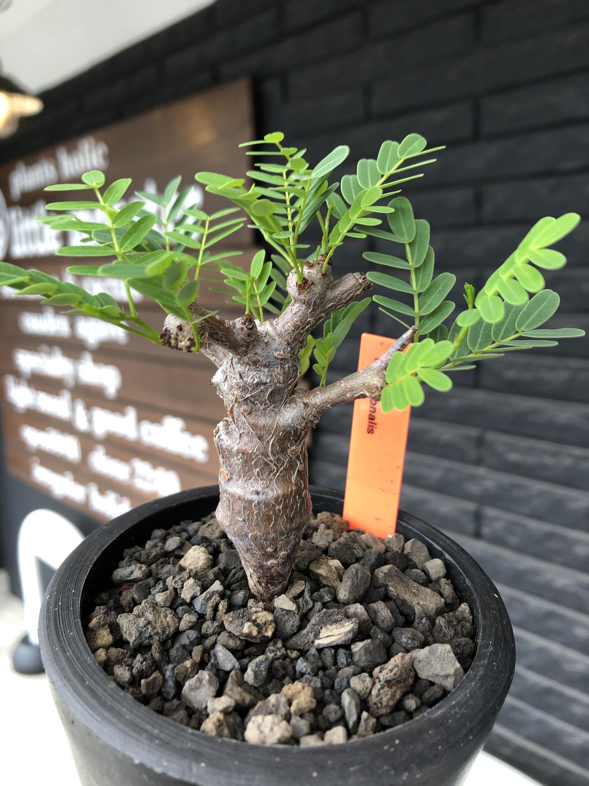 Senna Meridionalis M Size 現地球発根後店主国内管理3年株 大変