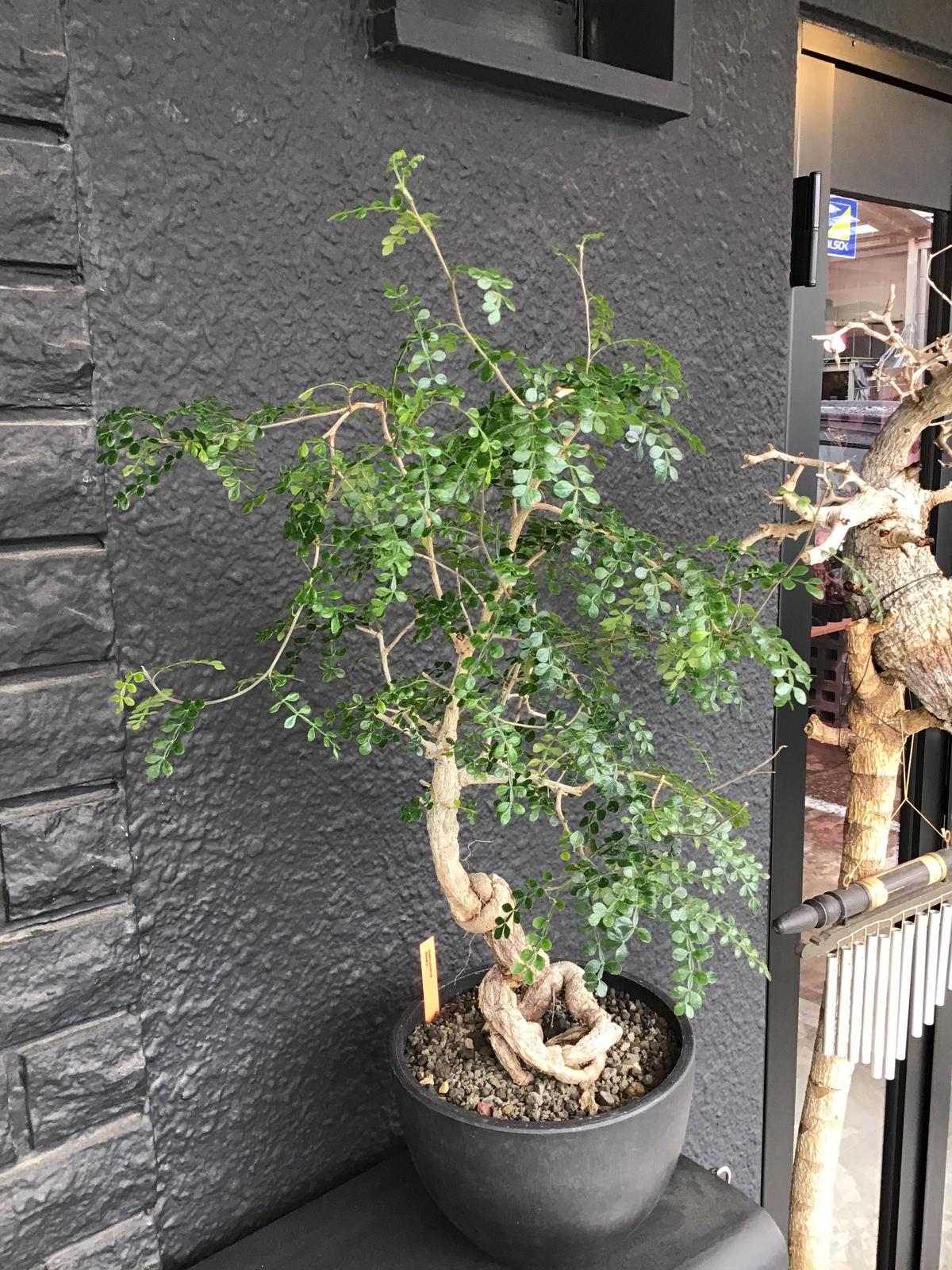Opercullicarya Decaryi 根上り仕立て 店主国内管理12年目株