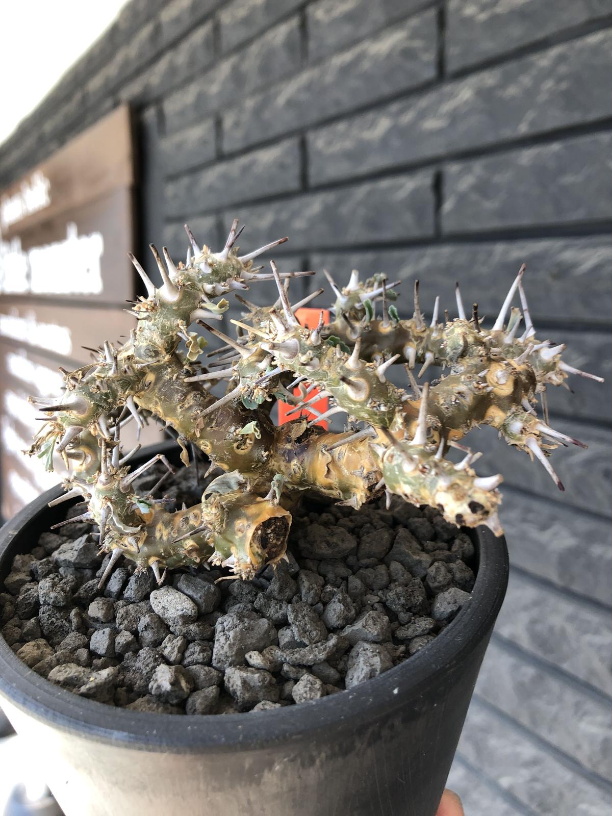 sarcocaulon crassicaule《M size》※現地球発根済株※発根後店主国内...