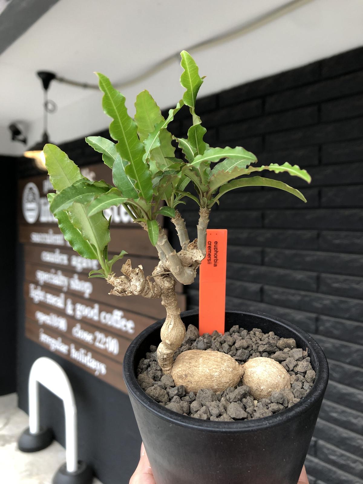 レア実生！　クレメルシー　ユーフォルビア　多肉植物　塊根植物　国内実生 レア実生！ クレメルシー ユーフォルビア 多肉植物 塊根植物