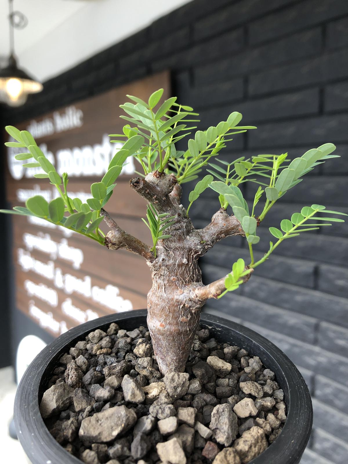 Senna Meridionalis M Size 現地球発根後店主国内管理3年株 大変