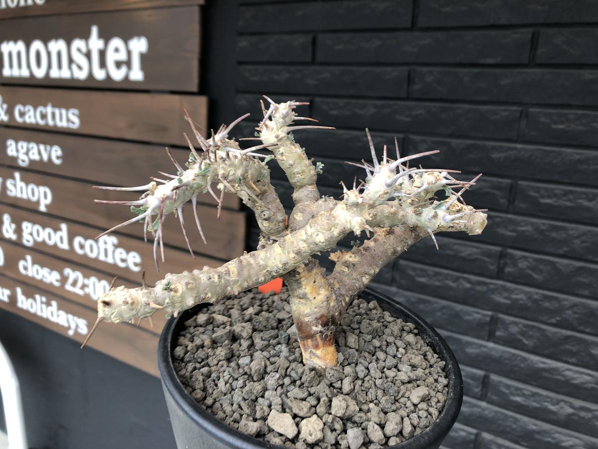 正規品直輸入】 サルコカウロンクラシカウレ 発根済 植物/観葉植物