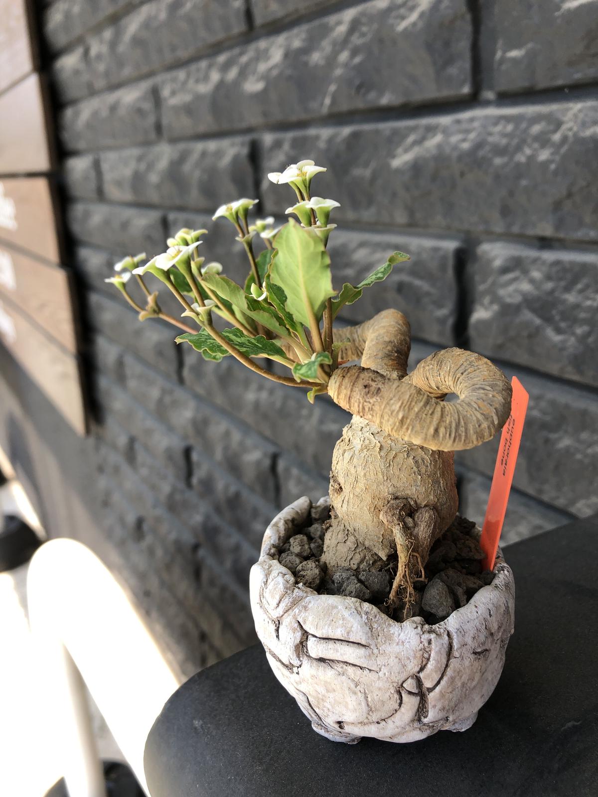 ユーフォルビア フィッシュボーン 現地株 発根済 スパンリンギー