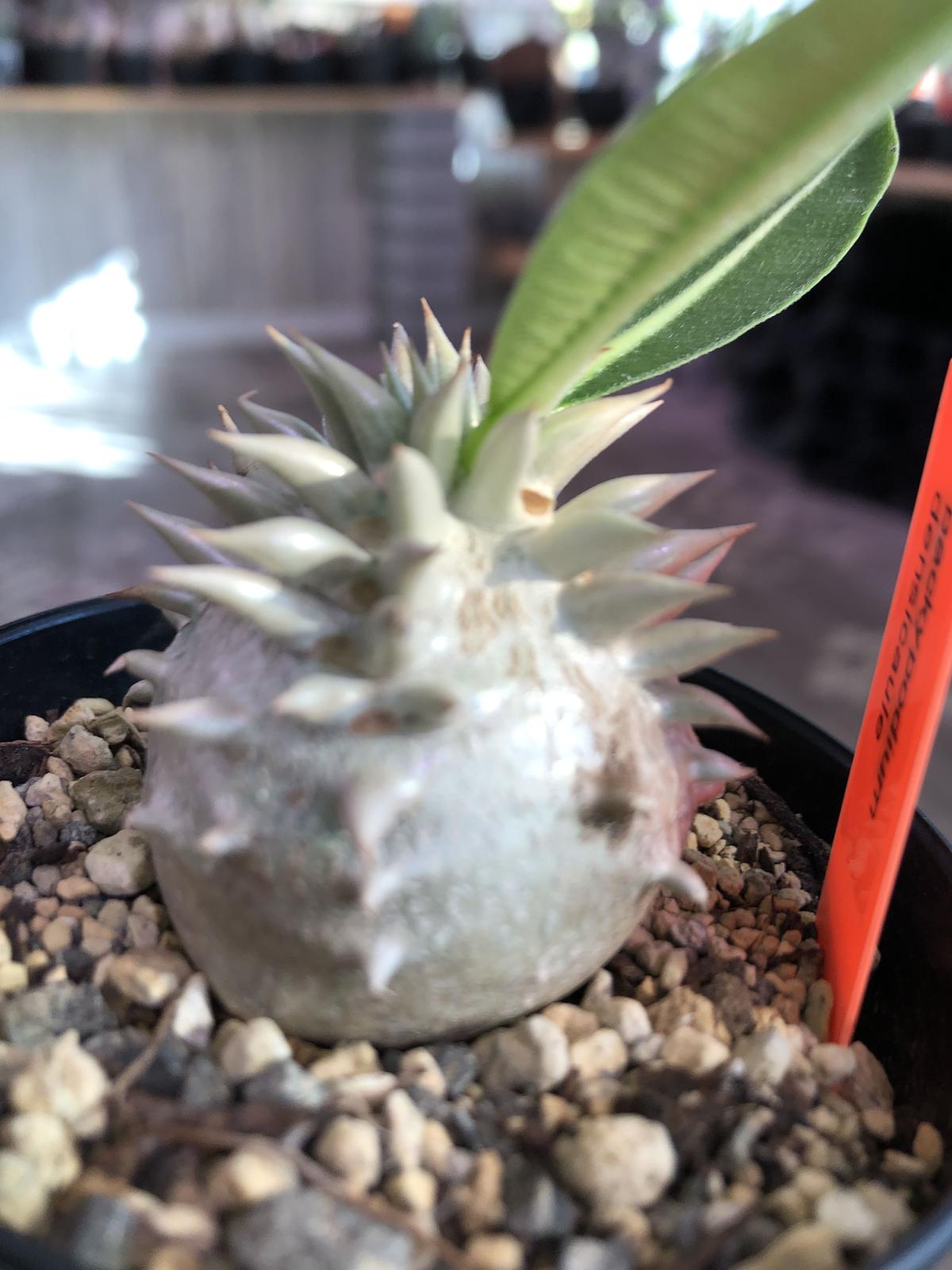 packypodium densicaule恵比寿大黒 littmon seed🌱《大きめS packypodium densicaule恵比寿大黒 littmon seed🌱《大きめS