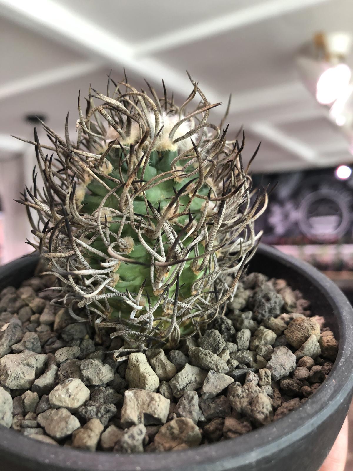 昇竜丸　実生 昇竜丸 群生 超希少 実生