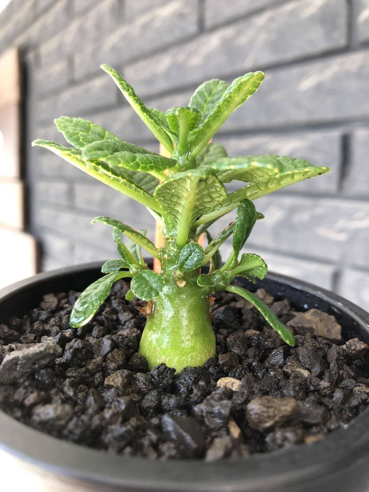 希少‼︎ dorstenia gigas《S size》littmon seed🌱（実生株）...