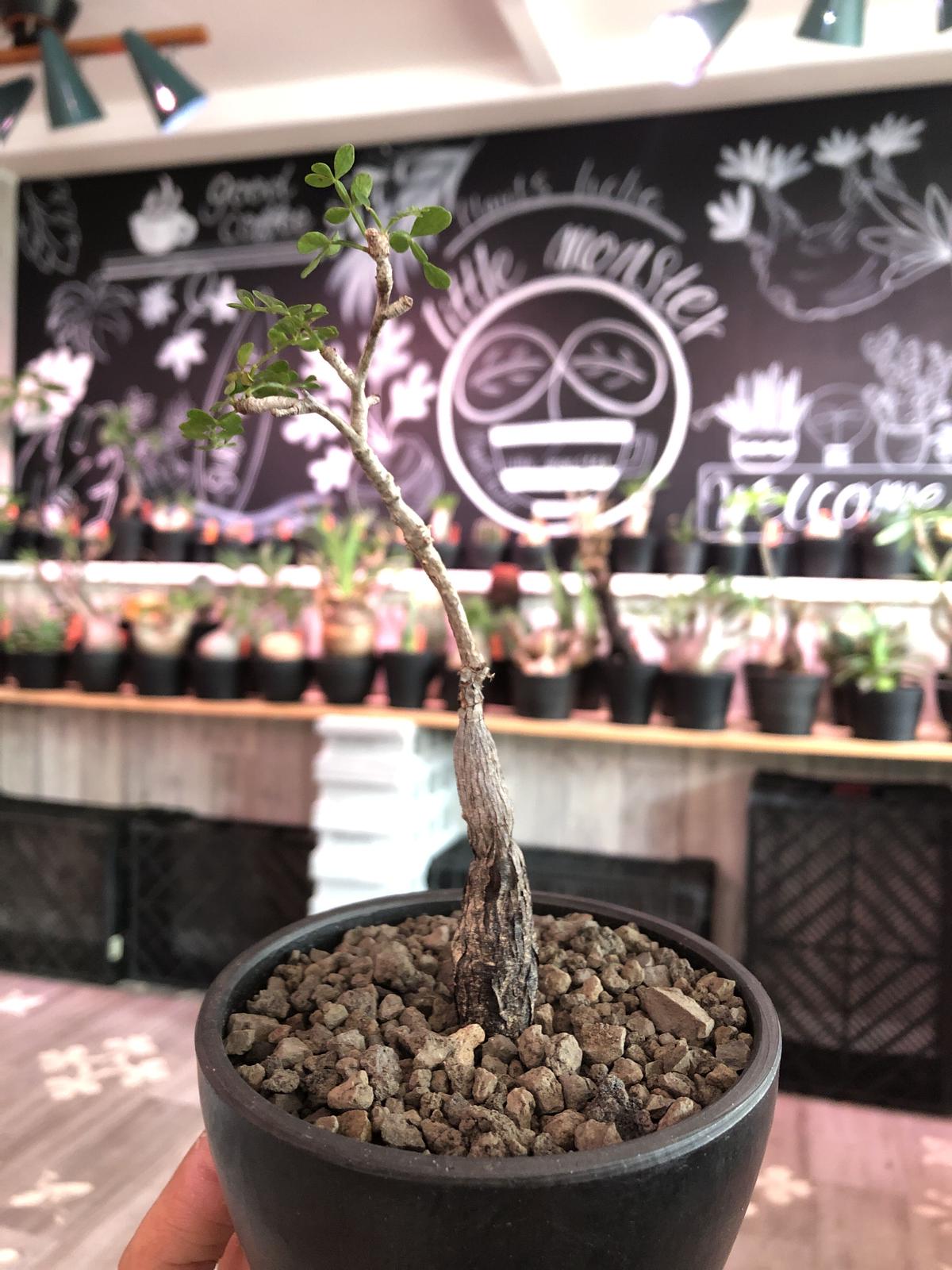 Opercullicarya Packypus Littmon Seed 5年株 幹 パワータンク共にしっかり育ち Balanceも良きパキプス Mad Black Bowl Pot植え Sold