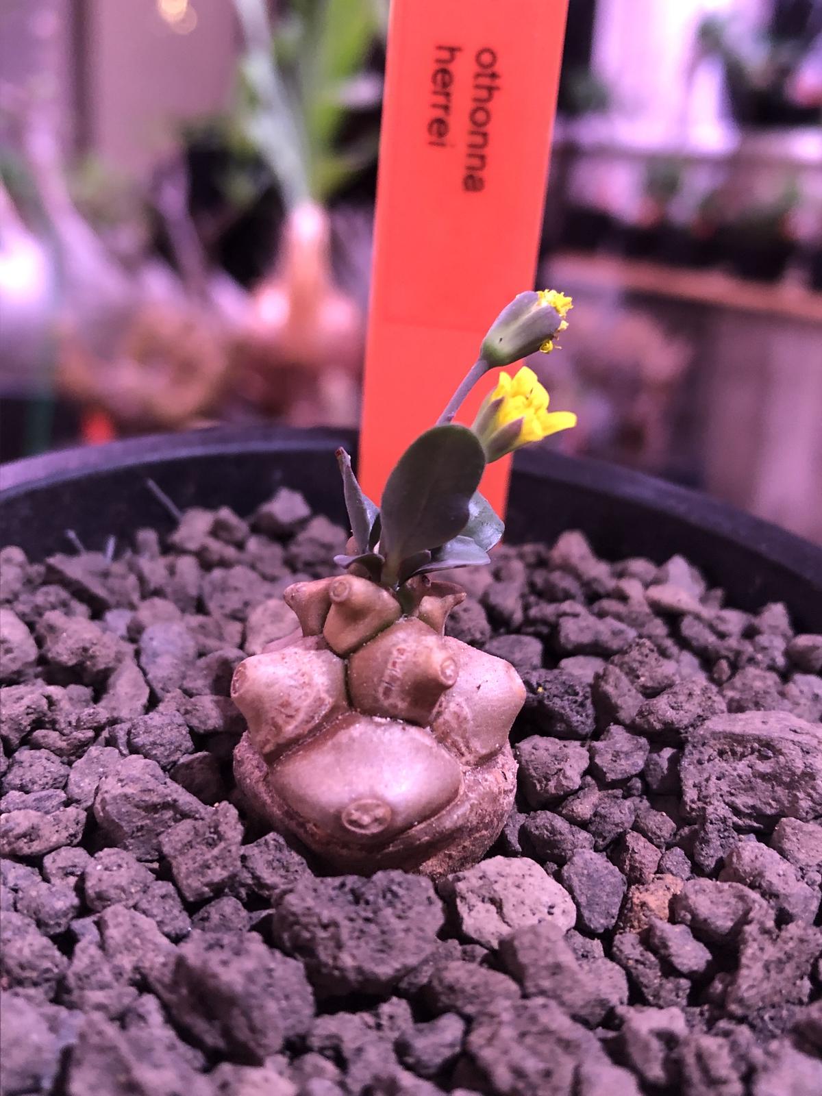 オトンナ ヘレー 現地球 発根済み