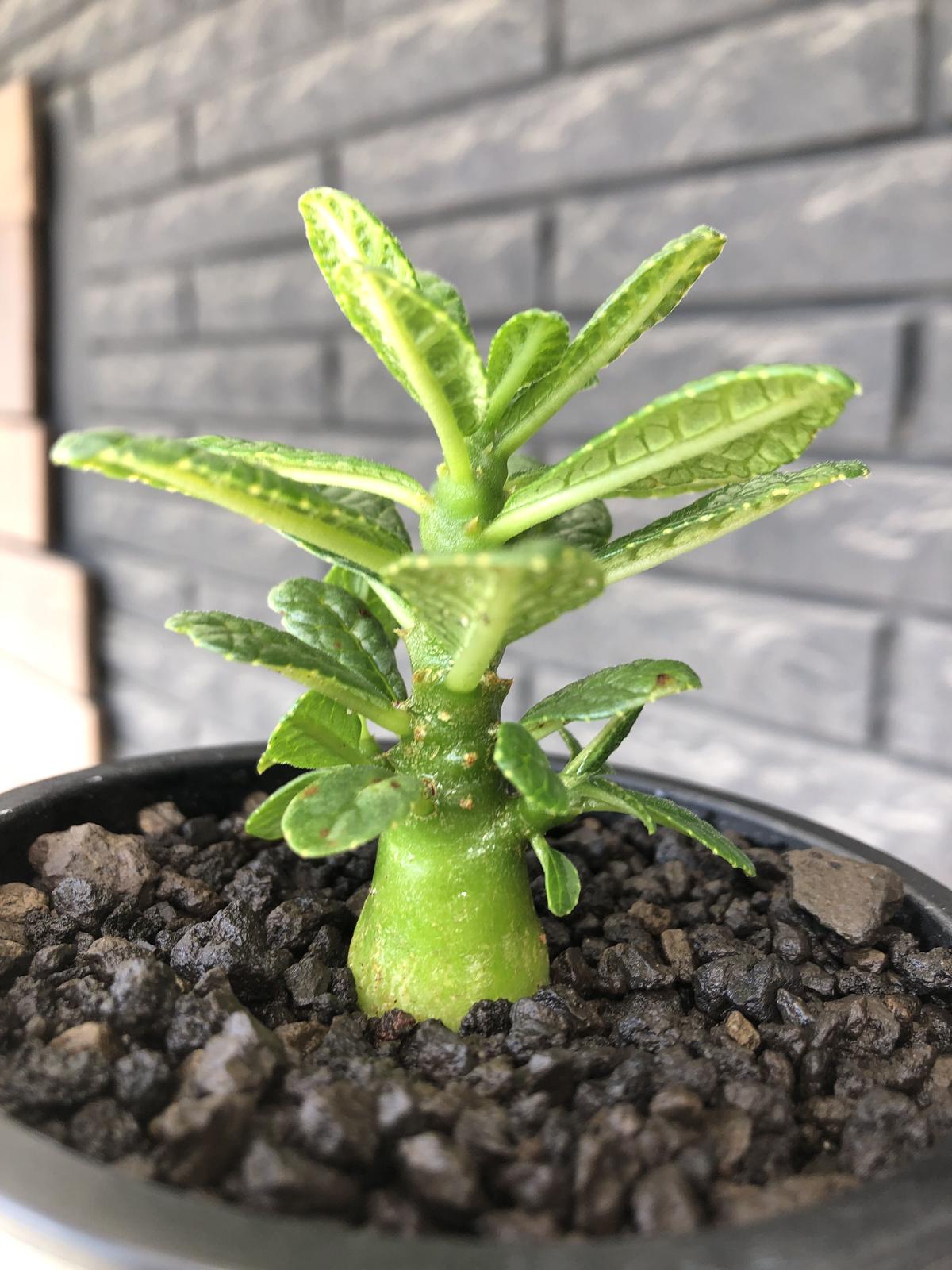 希少‼︎ dorstenia gigas《S size》littmon seed🌱（実生株）...