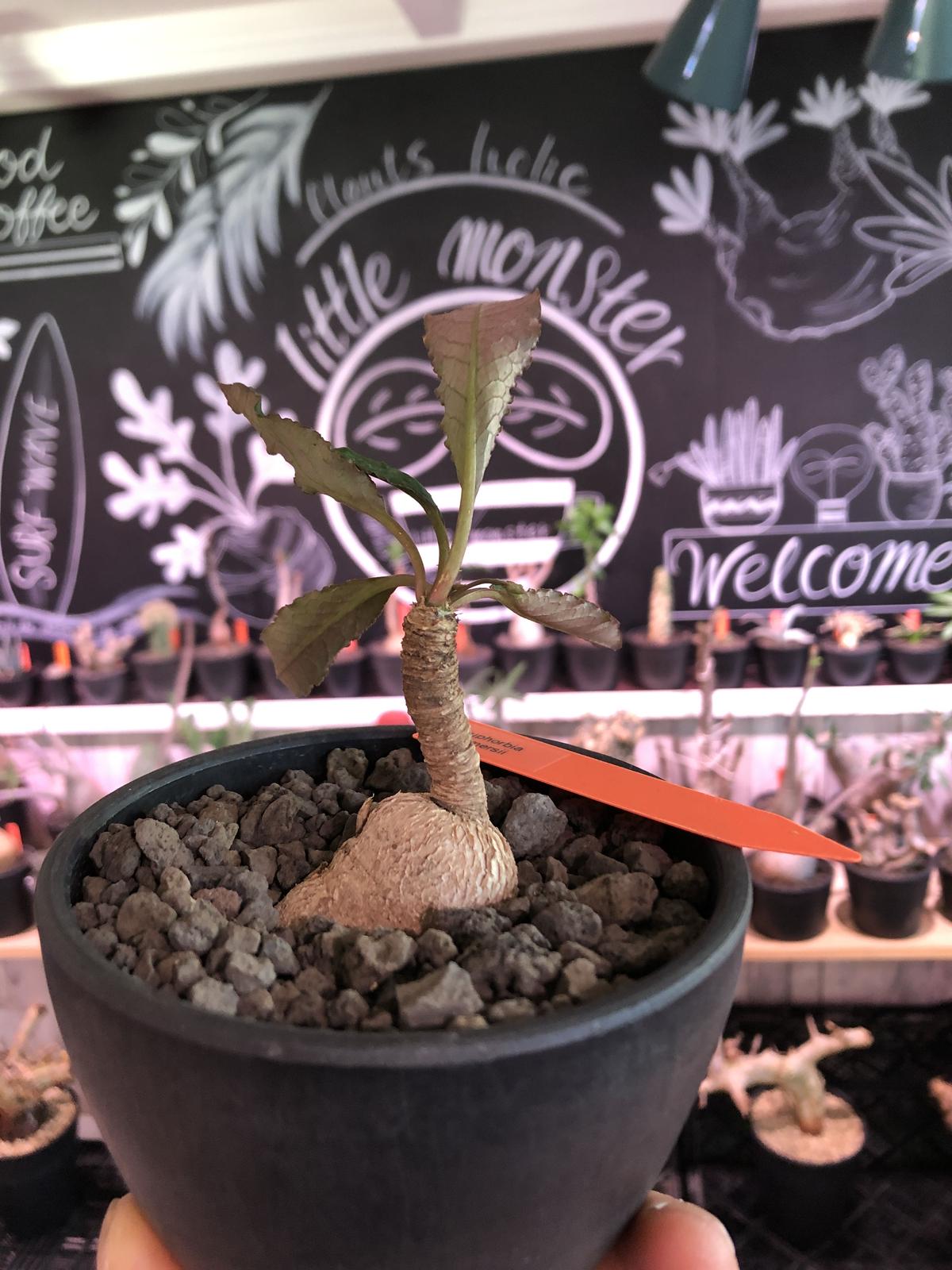 イ4473 「多肉植物】ユーフォルビア クレメルシー【斑入り・発