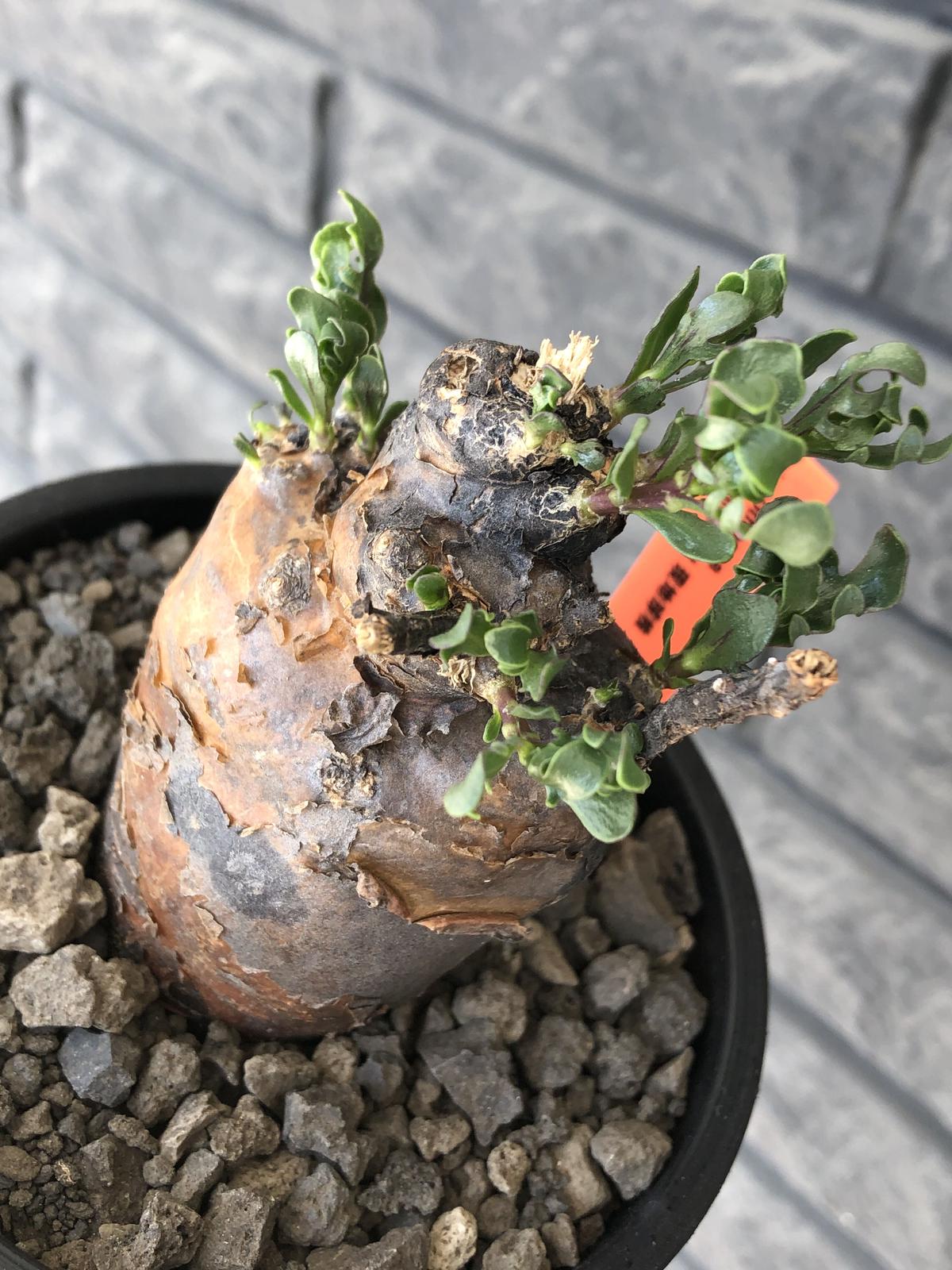 オトンナ ヘレー 現地球 発根済み