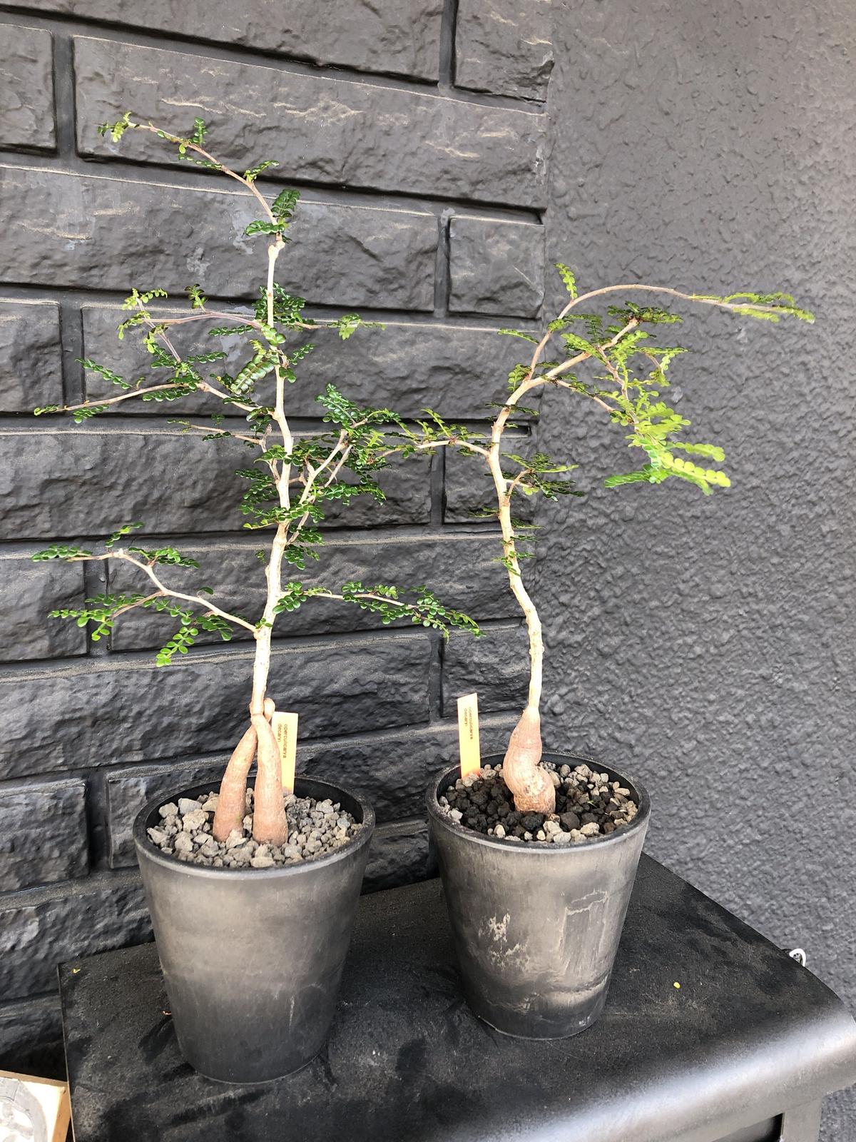 Opercullicarya Decaryi Littmon Seed 4年株 Mad