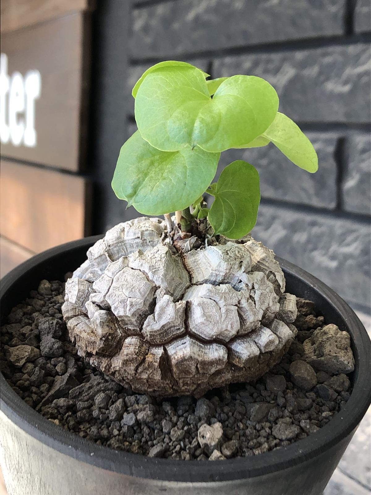 アフリカ亀甲竜 アフリカ亀甲竜 Dioscorea elephantipes