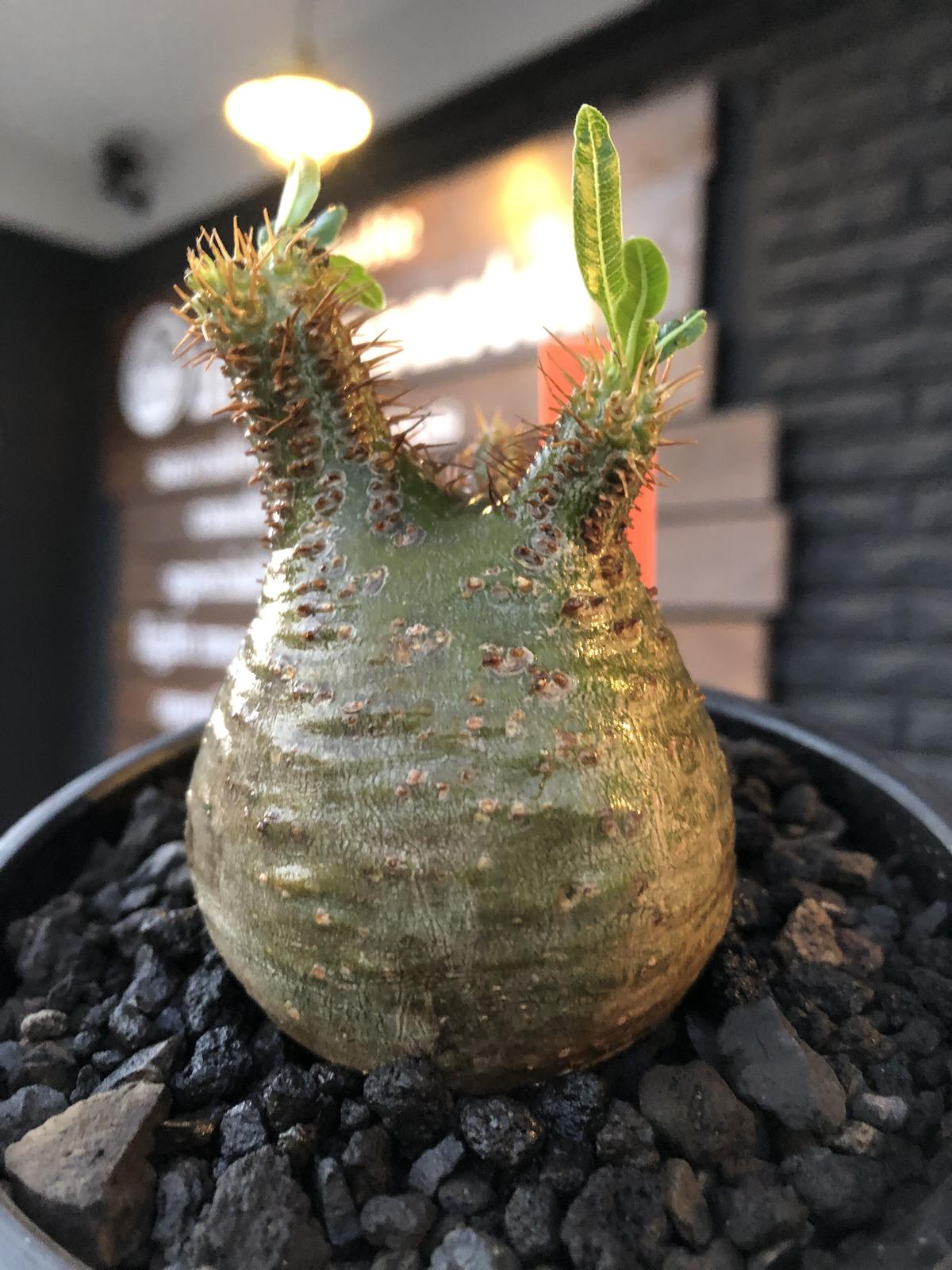 サマーsale！パキポディウムグラキリス緑肌発根済み