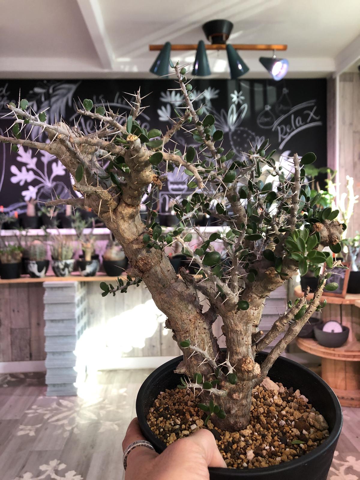 Alluaudia Comosa L Size 現地球発根済み株 大変カッコ良い希