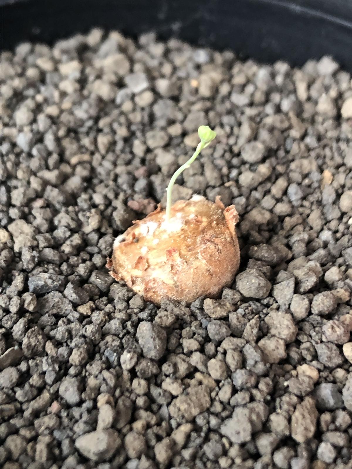 多肉植物 / コーデックス オトンナカカリオイデス6年(実生)発根