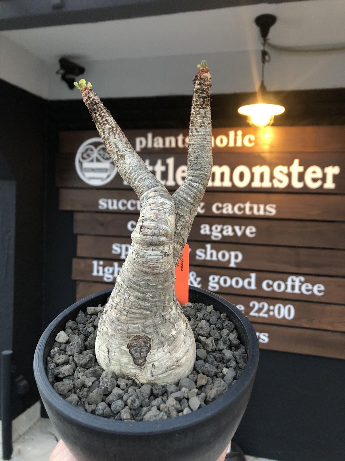 ユーフォルビアラメナ ベアルート 発根済 鉢付 electricasanmiguel.com.mx