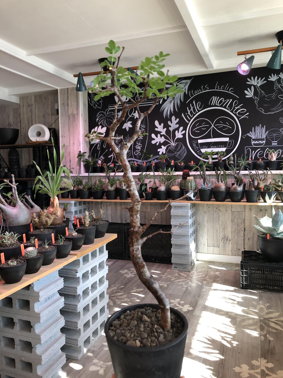 現地株】コミフォラモンストローサ