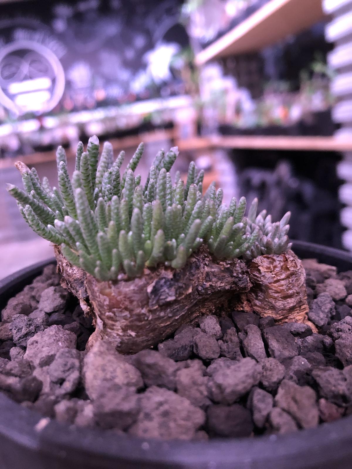 avonia alstoni 《L L size》※特化した塊根樹形を持つアルストニー... avonia alstoni 《L L size》※特化した塊根樹形を持つアルストニー...