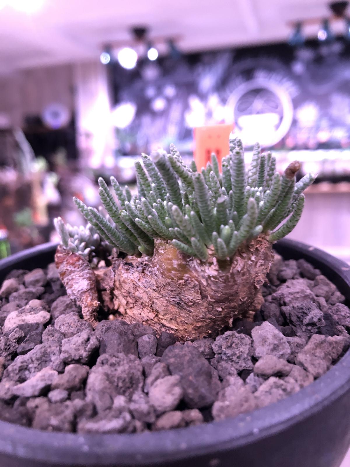 avonia alstoni 《L L size》※特化した塊根樹形を持つアルストニー... avonia alstoni 《L L size》※特化した塊根樹形を持つアルストニー...