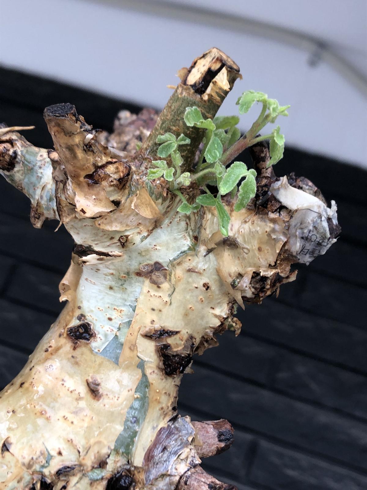 Commiphora Holtziana LL Size 3 