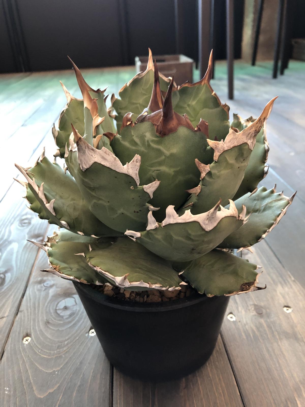 Agave Titanota - Rancho Tambor Agave - in 2 Gallon Pots