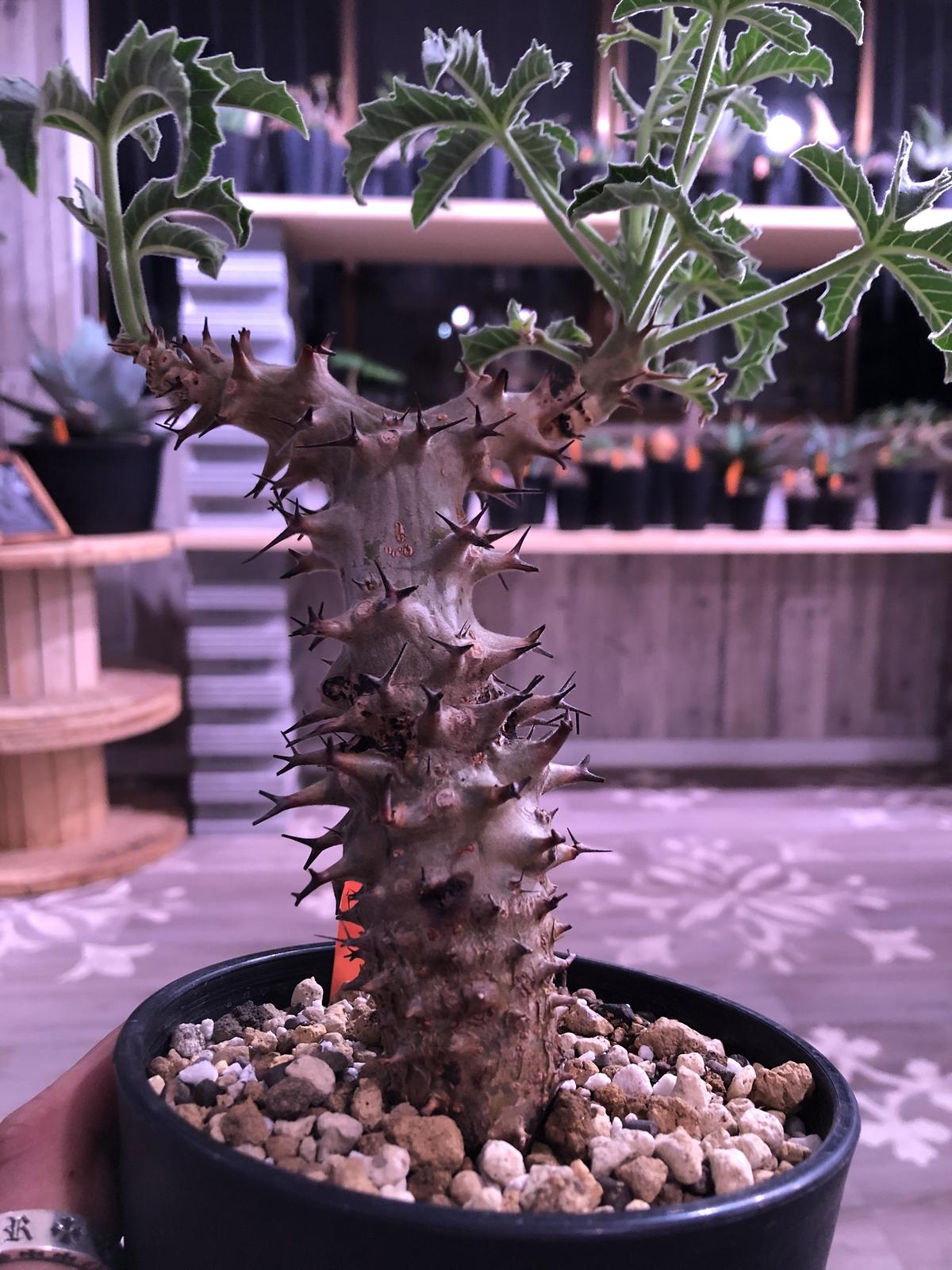 塊根植物 ジオメトリックポット付き 約20cm 塊根植物 ジオメトリックポット付き 約20cm 塊根植物 ジオメトリック