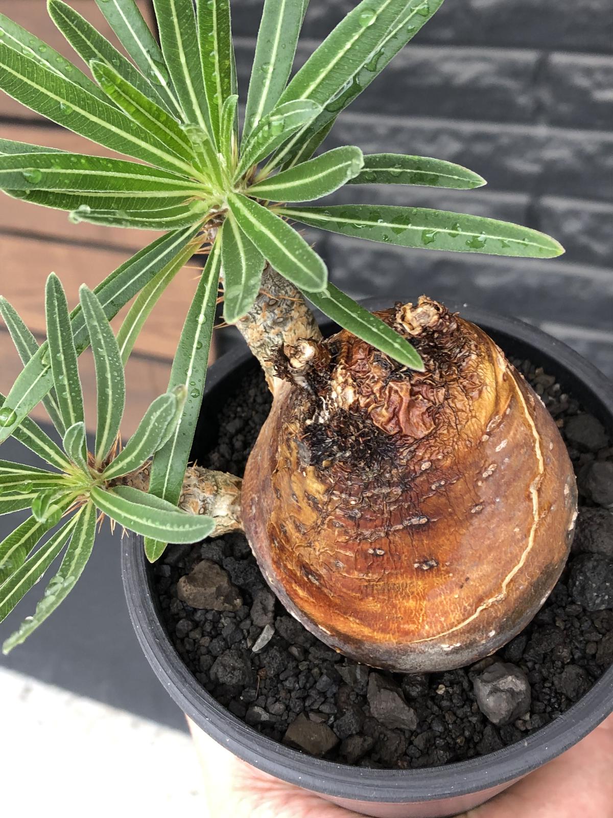 超良型 デブ丸型 短枝 パキポディウム グラキリス 現地株 発根済 検