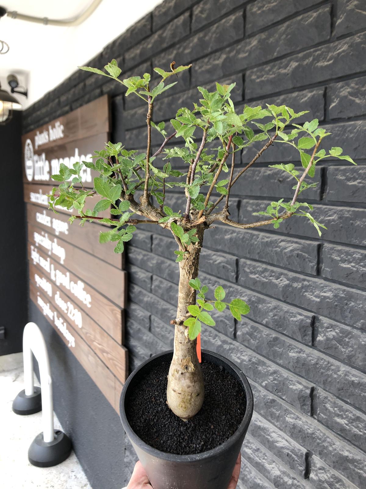 ブルセラ・ファガロイデス Bursera fagaroides 現地球/現地株 【公式通販】