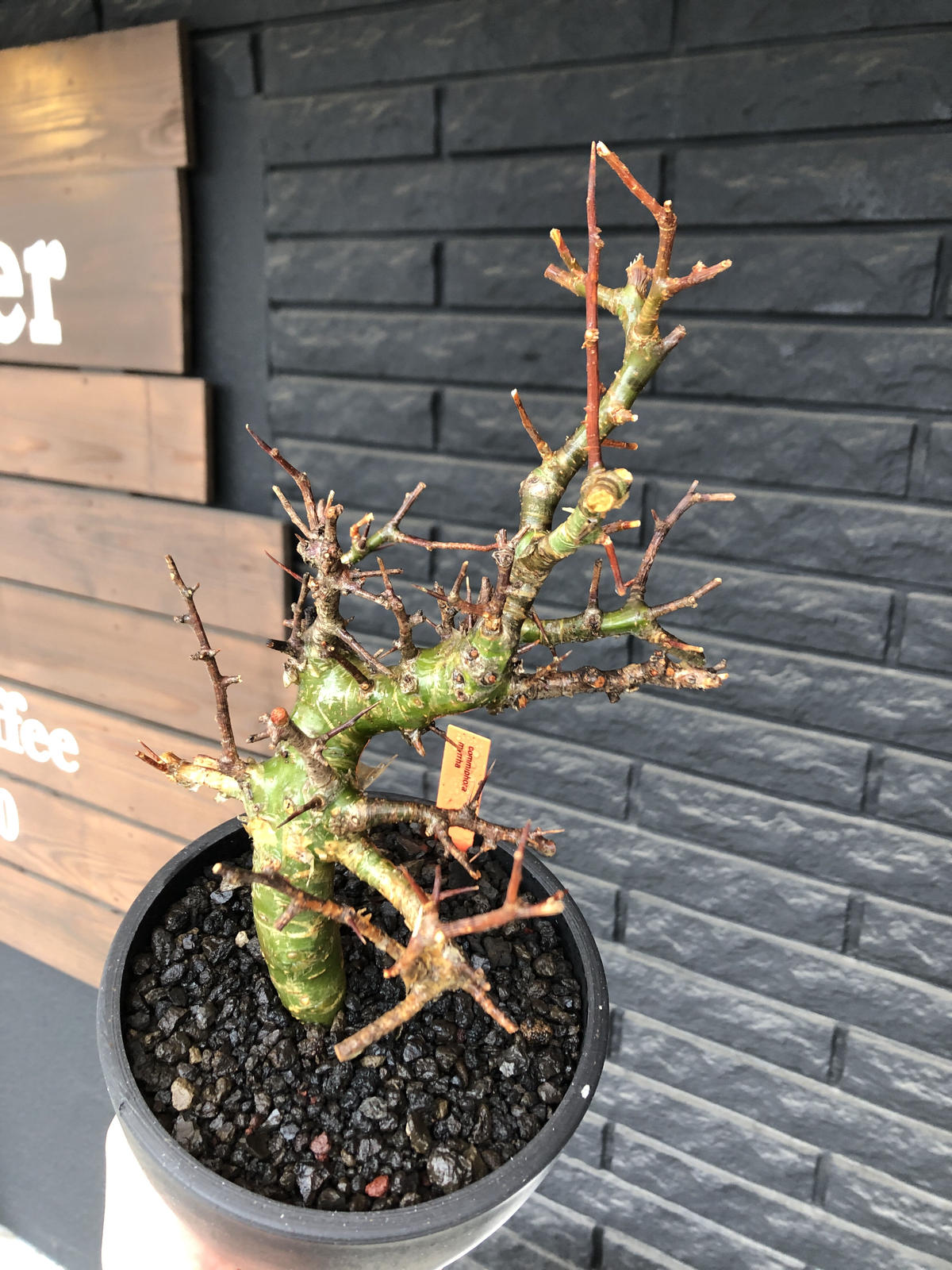 ス3358 「現地」コミフォラ ミルラ 抜き苗【コンミフォラ・発根・発芽