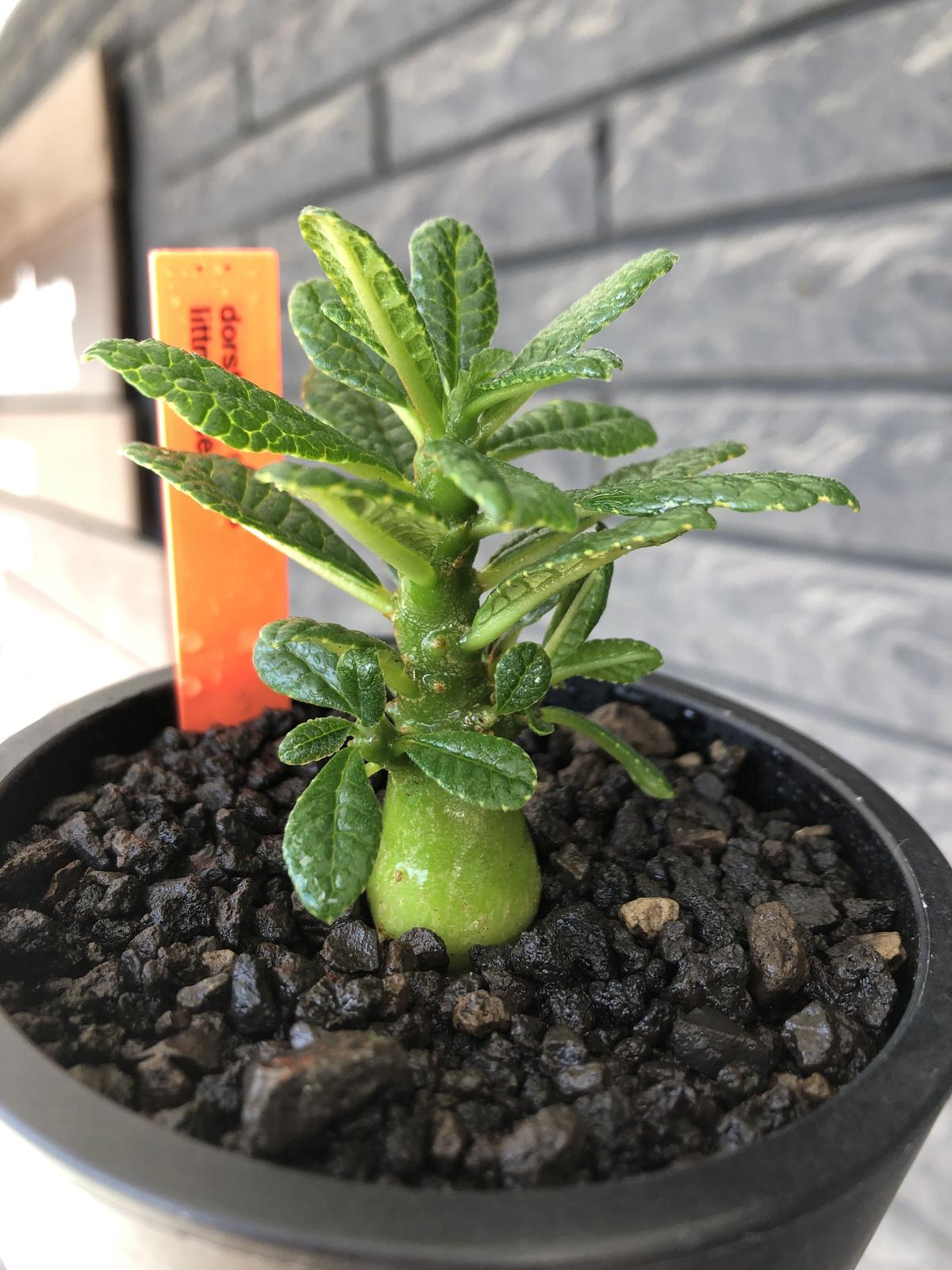 希少‼︎ dorstenia gigas《S size》littmon seed🌱（実生株）...