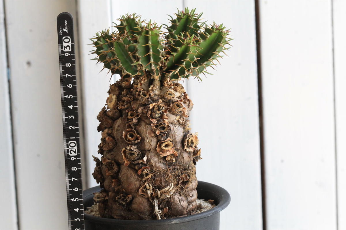 林田ドロロウ 一点物 toky 鉢