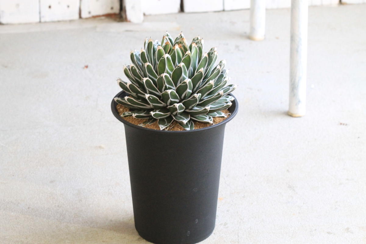 豪華 アガベ 児玉姫笹の雪 極上美株 ecousarecycling.com