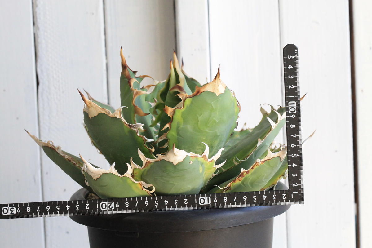 し*ち様 アガベ　オバティフォリア　オルカ①　【7/21撮影】☆未発根☆ し*ち様 アガベ オバティフォリア オルカ① 【7/21撮影】☆未発