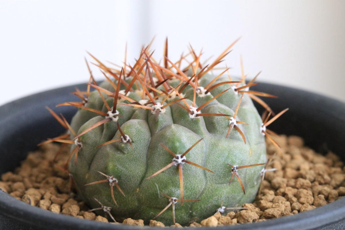 送料＆加工料込 実生特大 コピアポア・コルムナアルバ 孤竜丸（検