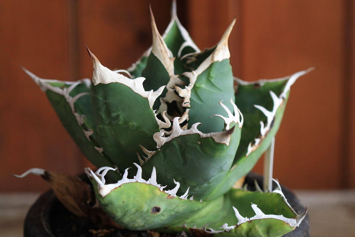 Agave チタノータ ホワイトシャーク(選抜) | hanayoshi-botanical