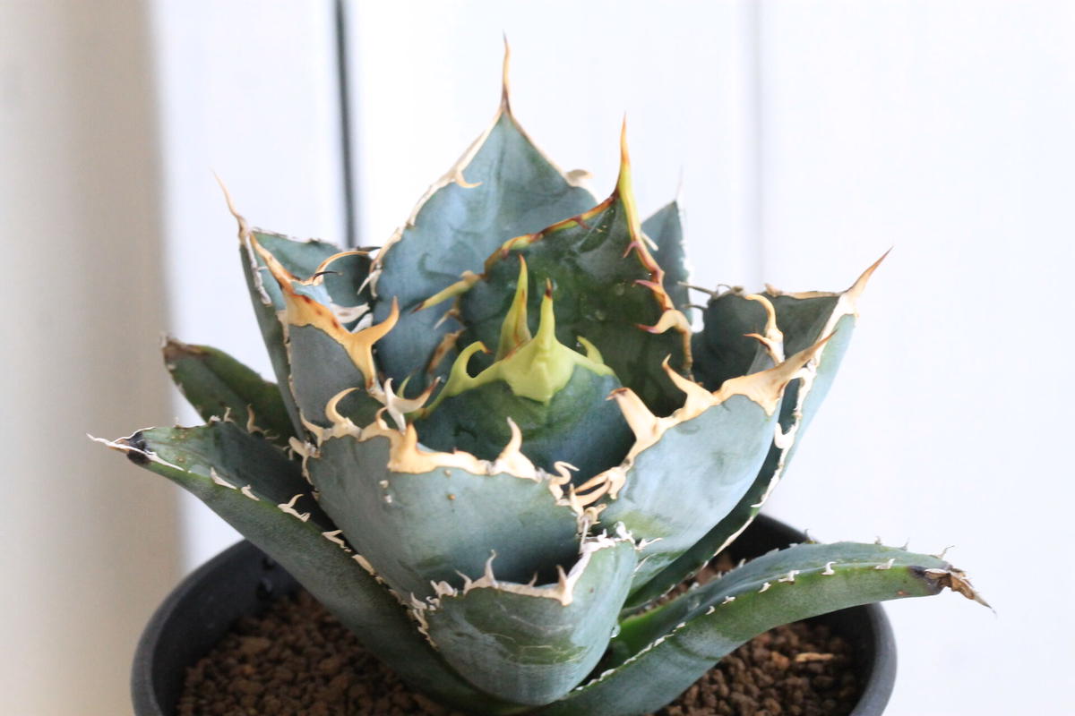 Ryooooo様専用 アガベ オバティフォリア ジャイアント 鉢経40㌢樽鉢