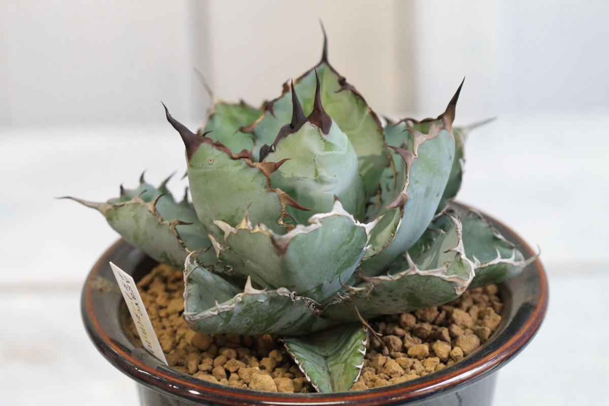 Agave チタノタ ブラック ブルー Hanayoshi Botanical
