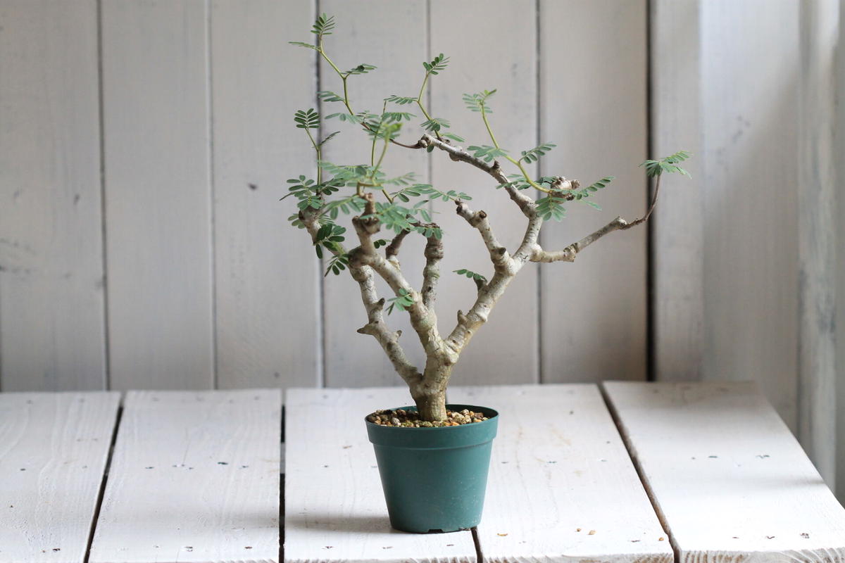 日本未入荷 入手困難 センナ メリディオナリス 受注発注 Traverserdl Com