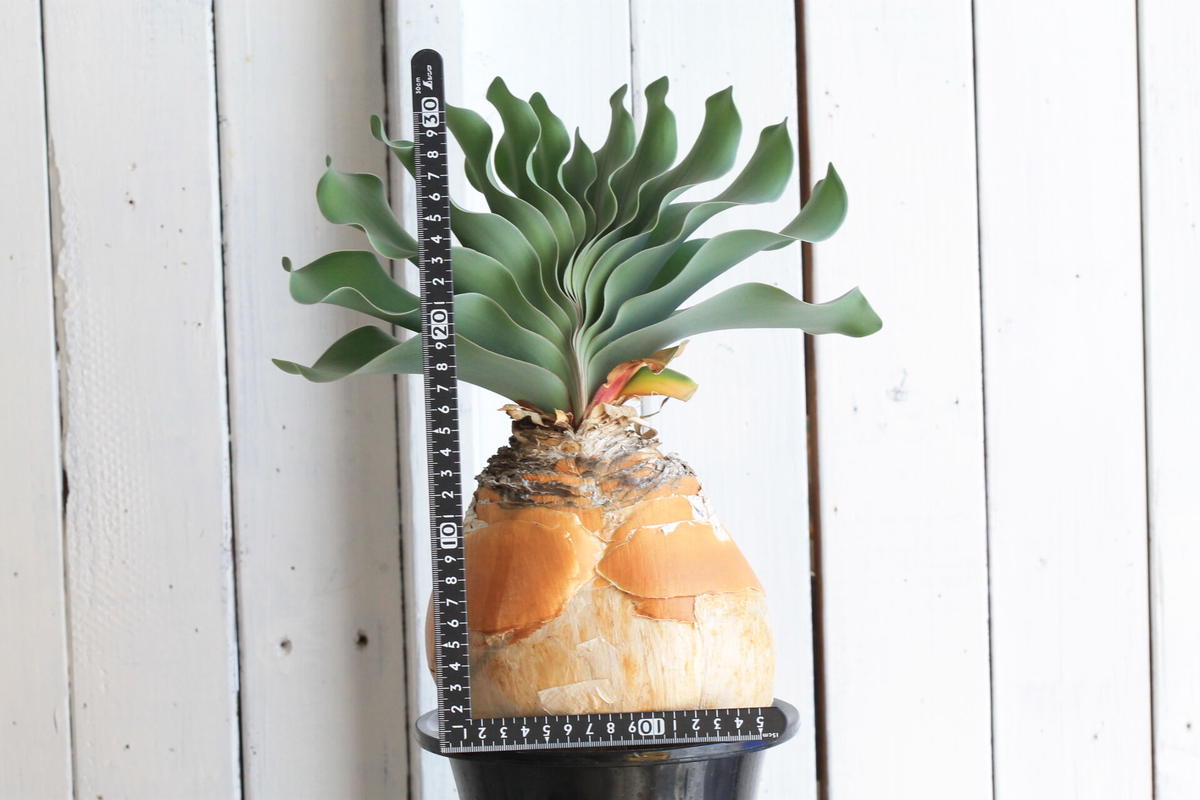 ブーファン ハエマントイデス特大2頭 【公式通販】