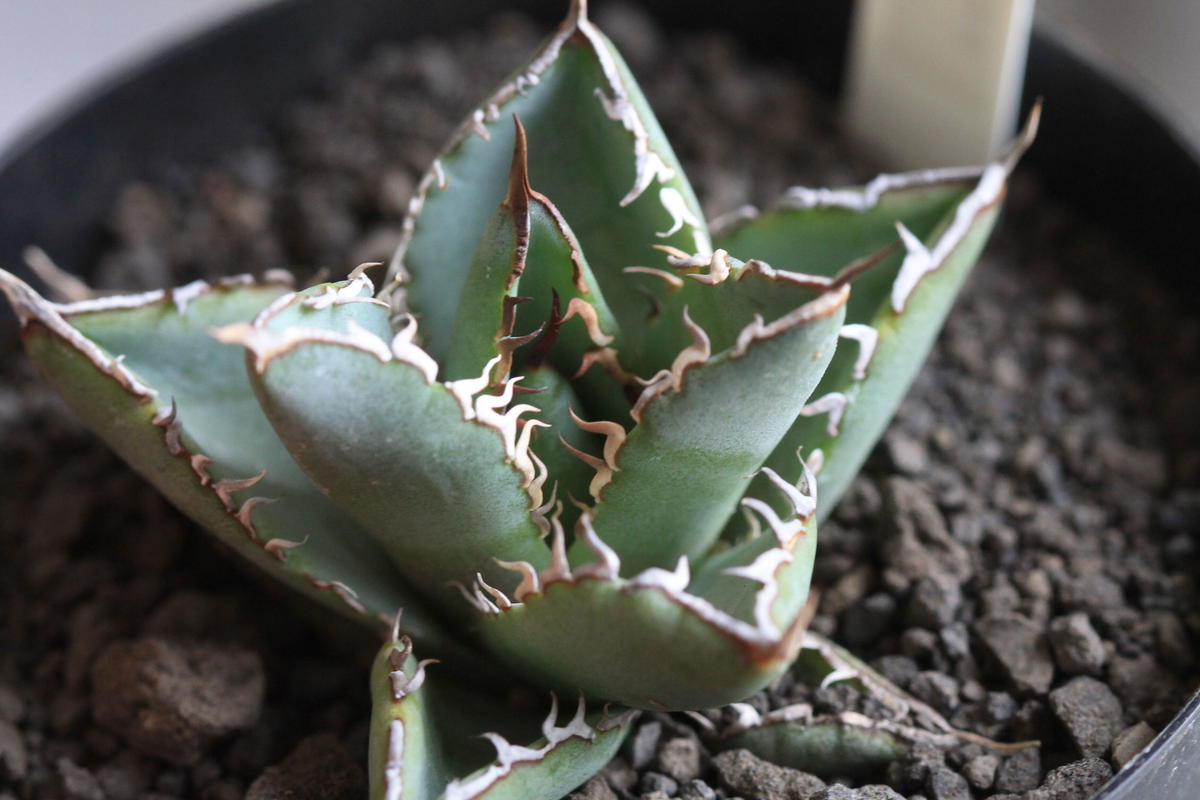 Agave チタノータ フィリグリー クリステッド Hanayoshi Botanical