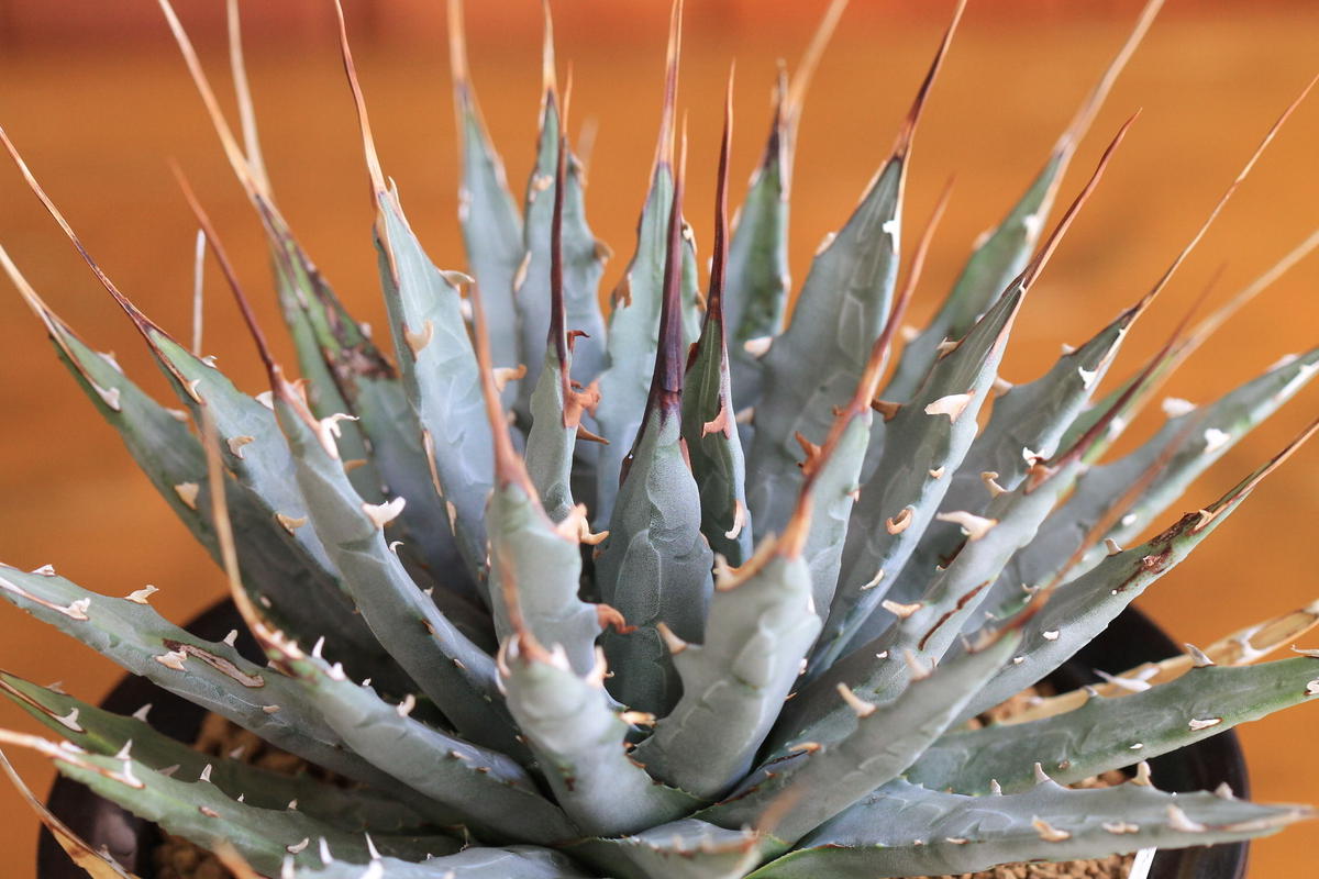 エボリスピナ ベアルート 発根済み アガベ エボリスピナ ベアルート発