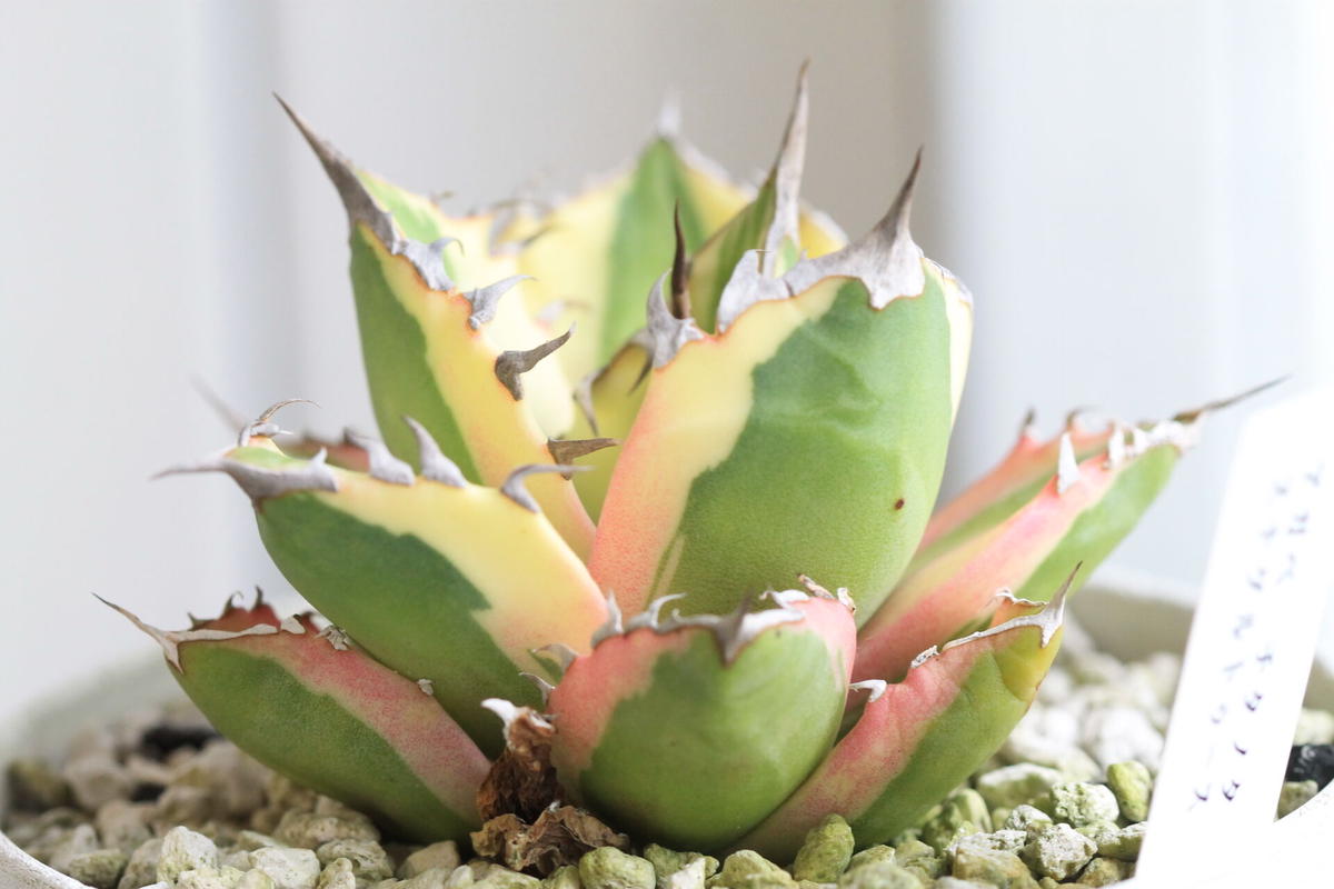 039様！②アガベ スナグルトゥース 発根済 鉢ごと 安心のメルカリ便 鉢  